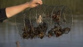 Vittne tog upp kräfttjuvfiskares burar
