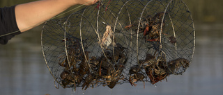 Färre fall av tjuvfiskade kräftor i år
