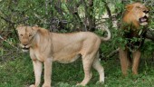 Kattdjur fick corona i park – tiger avlivad