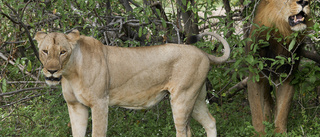 Kattdjur fick corona i park – tiger avlivad