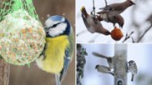 Experten tipsar: Så tar du bäst hand om småfåglarna i vinter