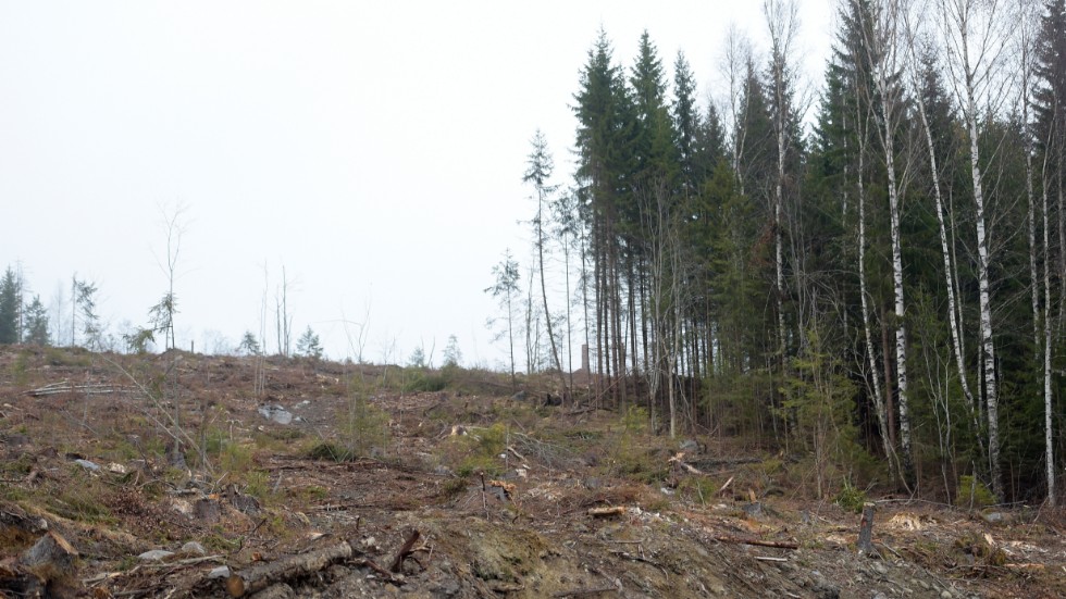 Den folkliga opinionen fick Sveaskog att stoppa nästan hela kalavverkningen i Luokta-mávas renbetesområde (inte på bilden), skriver bland andra Elin Segerlind (V). 