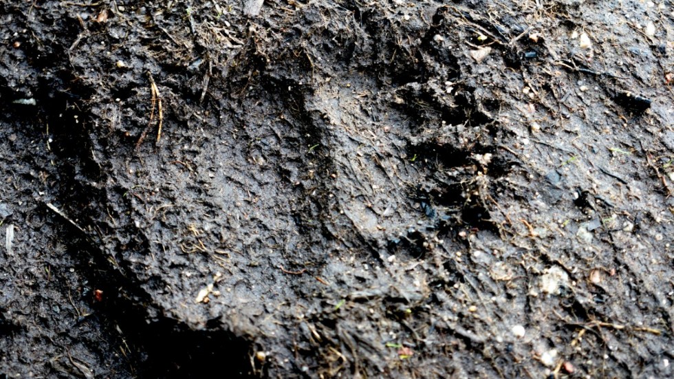 Man inväntar nu livstecken från den björn som skadeskjutits i Värmland i fredags. Arkivbild.