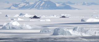 Nya larm: Antarktis shelfis vittrar sönder