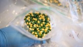 Missbrukare dör i överdoser av läkemedel