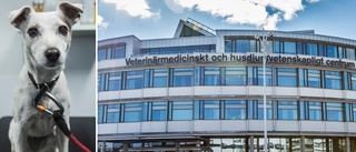 Uppsalabolag satsar kapital på cancertester för djur