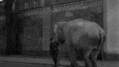 Fängslande bild på elefant i stadsmiljö