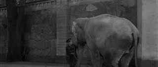 Fängslande bild på elefant i stadsmiljö