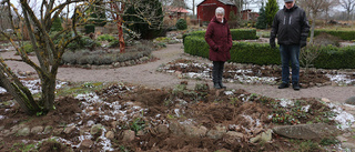 Efter vildsvinens härjningar: Får börja om på noll