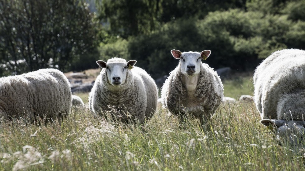 Det är viktigt att förebygga vargangrepp på får, skriver Miljöpartiets representanter.