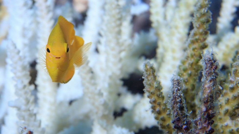 För första gången på 120 år har forskare upptäckt ett nytt korallrev i Stora Barriärrevet. Det är en av tio glädjande nyheter som tål att lyftas fram från den månad som gått.