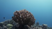 Korallrev har tappat sin reservkraft