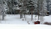 Flera hundra renar har intagit Luleå skärgård