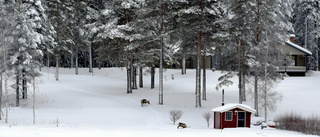 Flera hundra renar har intagit Luleå skärgård