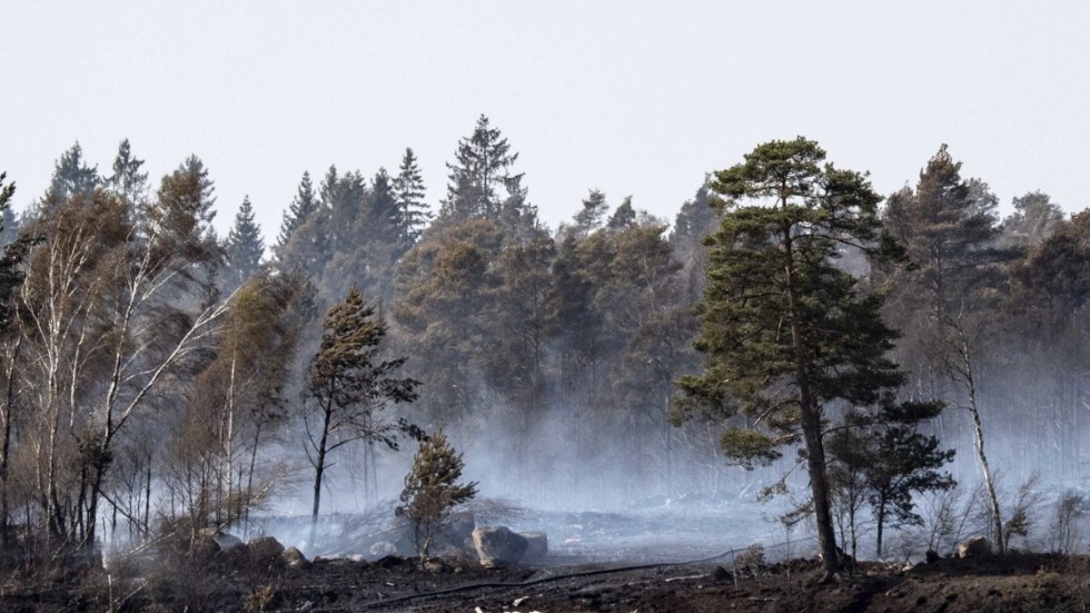 Räddningstjänsten lyckades inte lokalisera någon brand efter att en privatperson slagit larm om rök från skogen väster om Virserum.