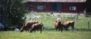 Låt det ekologiska jordbruket växa i Östergötland 