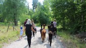 Sommarjobbet: Att guida alpackapromenader
