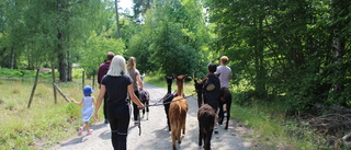 Sommarjobbet: Att guida alpackapromenader