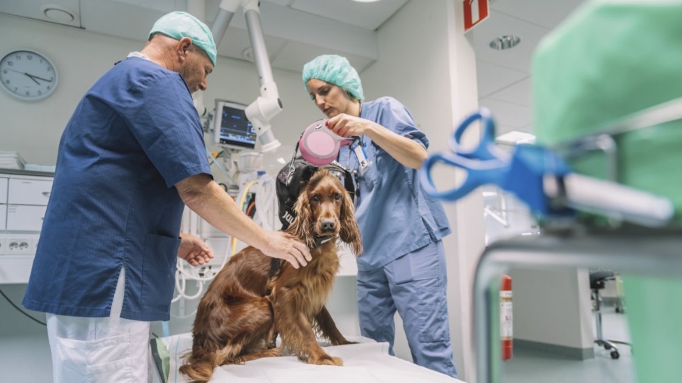 Christian Eger, legitimerad djurskötare, och Kerstin Kjell, veterinär, undersöker en hund. "Efter 25 år tycker jag fortfarande att det är kul att kliva ur sängen på morgonen och gå till jobbet", säger Christian Eger.