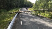 Flera träd över vägar i helgen – vägräcke skadat