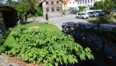 Ny metod kan mota parkslide från Västerviks trädgårdar