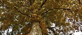 Hösten nalkas i allé-trädet   