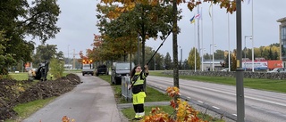 Hälsokontroll och beskärning av Strängnäs träd – inte bara snygga: "Jätteviktiga i stadsmiljö" 