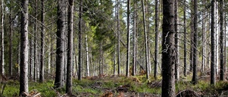 Dags att odla en hållbar skogspolitik
