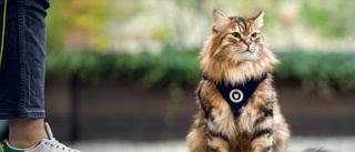  Kattparad samlar in pengar till hemlösa katter: ”Tillsammans hjälper vi tusentals katter”