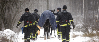 Modig hjälpinsats räddade häst