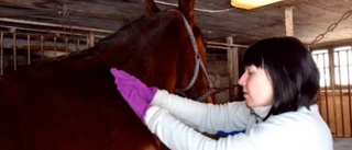 Massage - men bara för hästar