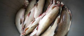 Stora mängder norsk fisk smugglas över gränsen