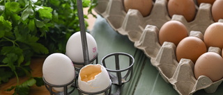 Stor äggproducent fri från salmonella
