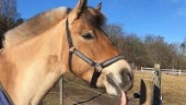 Polisen söker vittnen efter skotten mot hästen Bella