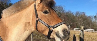 Polisen söker vittnen efter skotten mot hästen Bella