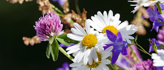 Kommunen skänker bort blommor till allmänheten