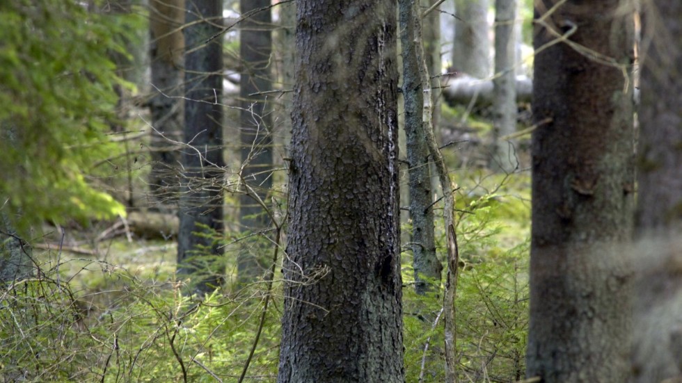 Skogen i Västra Götaland tappade 389 gram kol per kvadratmeter per år i upptagningsförmåga. Arkivbild.