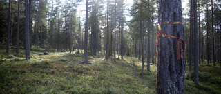 Kommunledningen säger nej till naturreservat på Degerberget