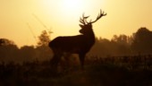 Djur blev påkört av bilist i morgontrafiken