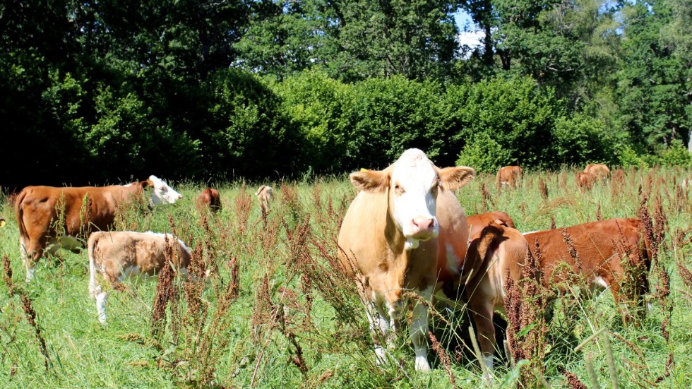 De svenska lantbrukarna ger minst antibiotika till sina djur i EU. 