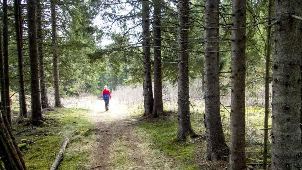 Svenskt skogsbruk värnar viktiga naturvärden samtidigt som det skapar många jobb på landsbygden och i industrin. 