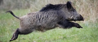 Stort vildsvin sprang iväg efter kollision med bil 