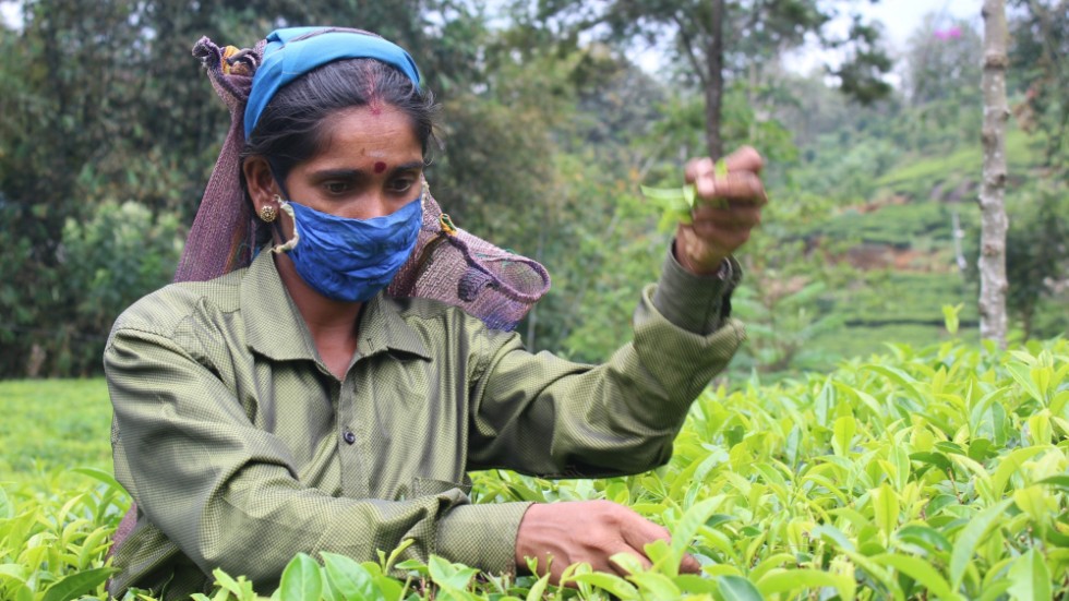 Teplockerskan Kokila i Sri Lanka arbetar med munskydd under coronapandemin.