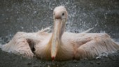 Massdöd bland pelikaner i Västafrika