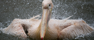 Massdöd bland pelikaner i Västafrika