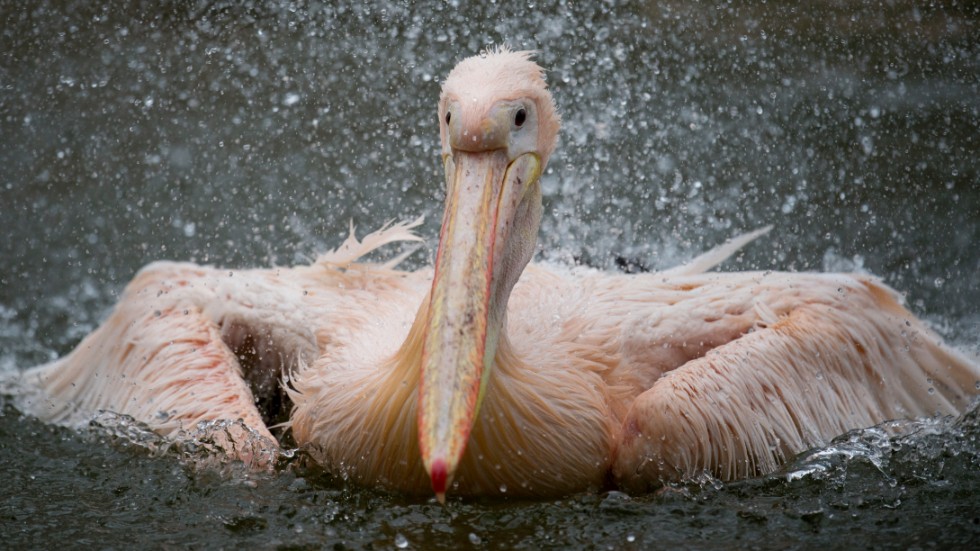 En pelikan på en djurpark i Tyskland. Arkivbild.