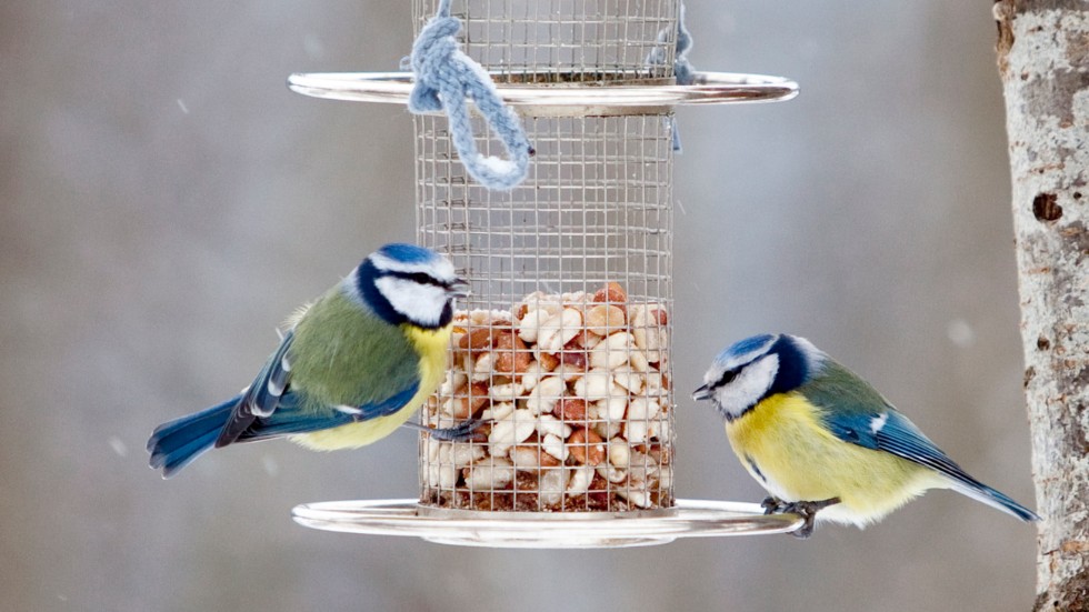 Fåglarna tävlar om födan vid fågelbordet och Gudrid Hansen funderar på tiden och sammanhangen.