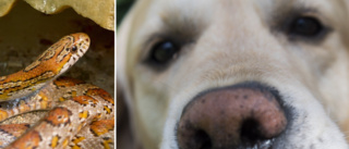 Hundar och ormar levde i misär – ägaren får djurförbud
