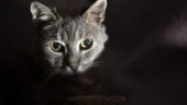 Kvinna åtalas för vanvård av katt: "Det värsta jag sett"