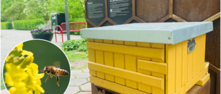 Nya sommarkalaset i Eskilstuna: Pollinering i parken
